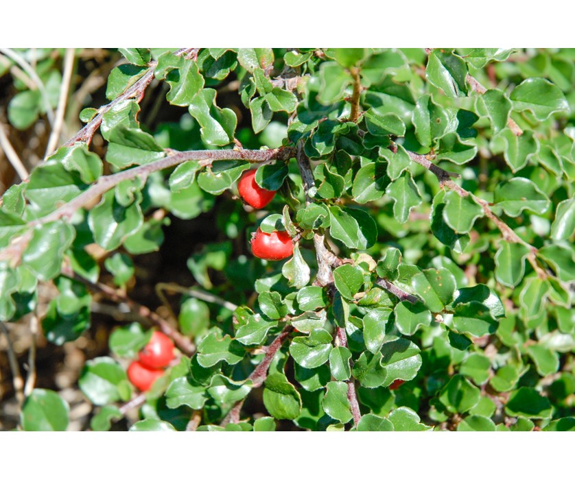 Cranberry Cotoneaster